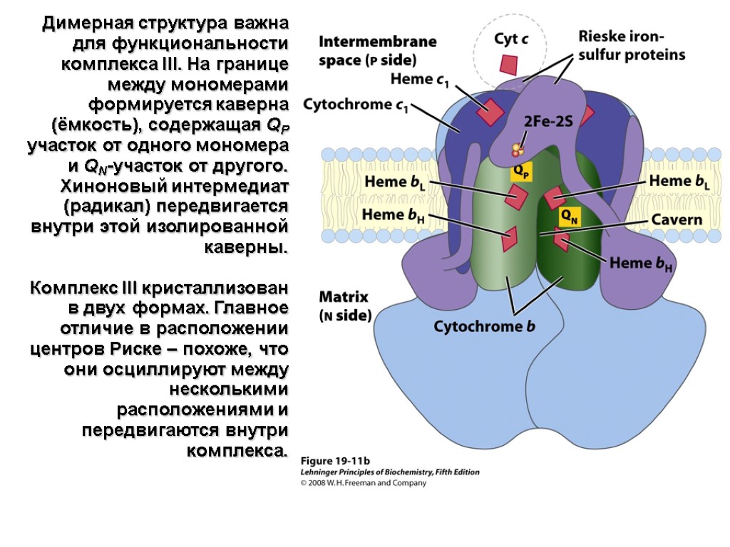 Димерная структура важна для функциональности комплекса III. На границе между мономерами формируется каверна (ёмкость),